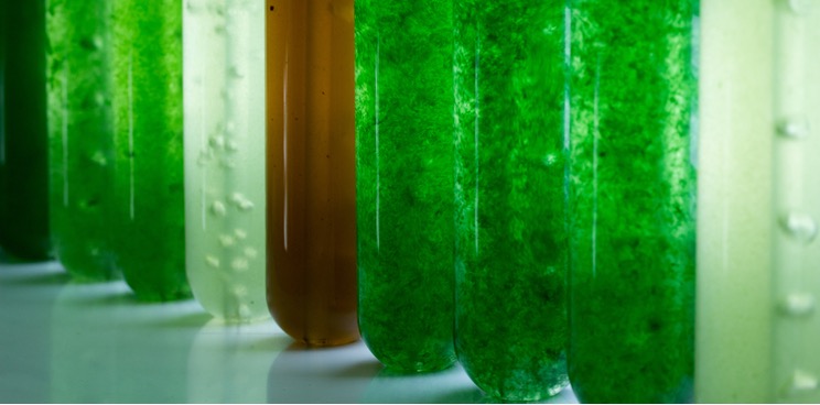 PROYECTO MICROALGAE