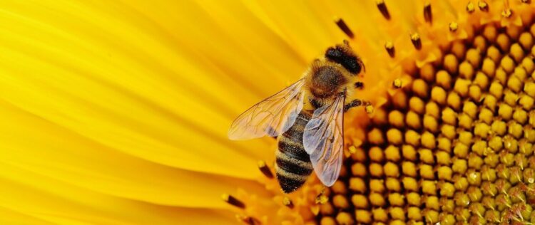 20 DE MAYO – DÍA MUNDIAL DE LAS ABEJAS